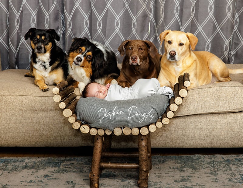 Swaddled infant with the four family dogs lying behind him